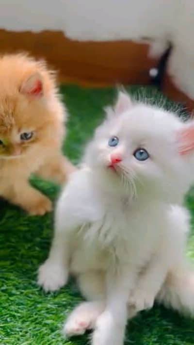 Persian cat 2 month age vaccinated health