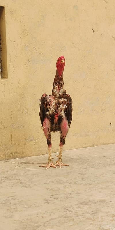 thikar aseel murga