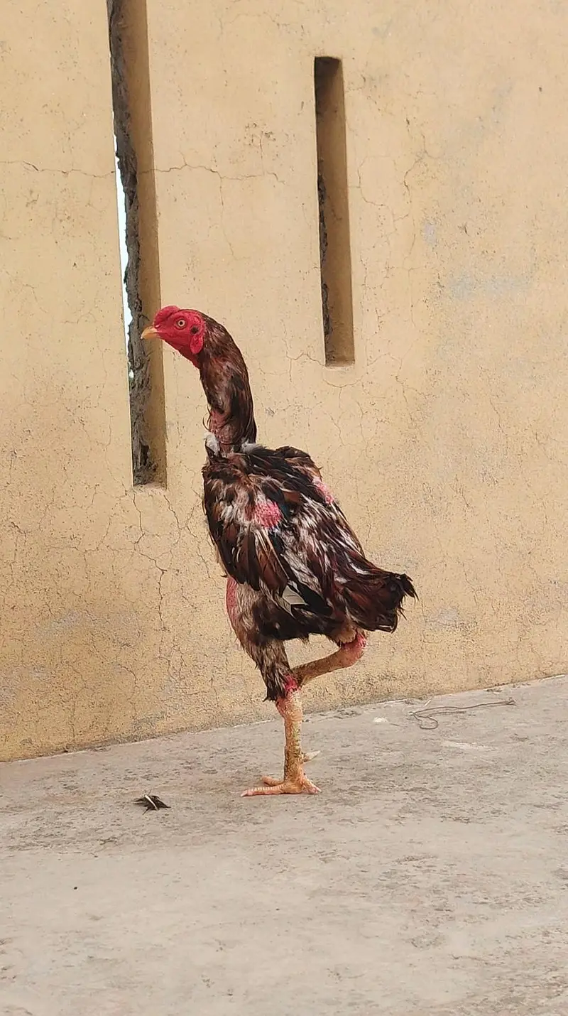 high quality thikar aseel murga — photo 7