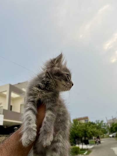 Persian kitten cat Male