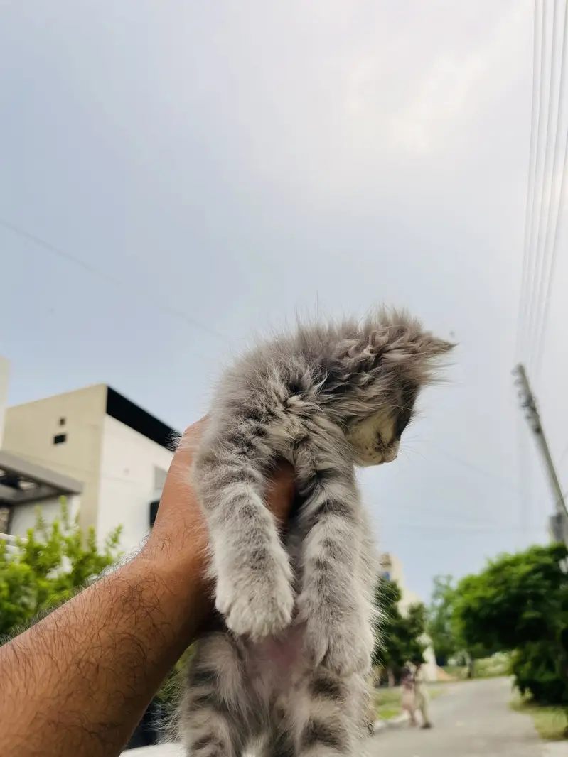 Persian kitten cat Male — photo 3