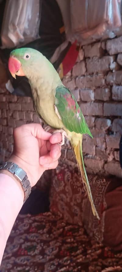 Raw parrot