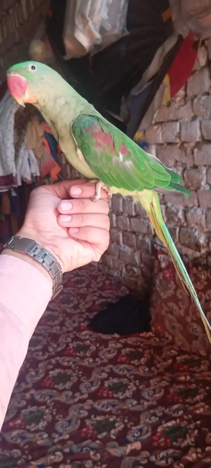 Raw parrot — photo 2