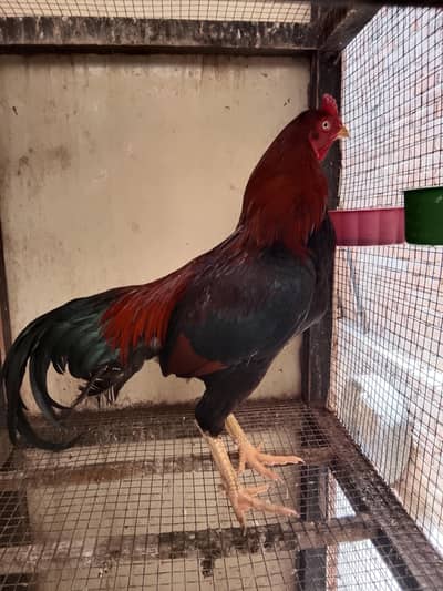 2 Aseel murgay. . 3 female