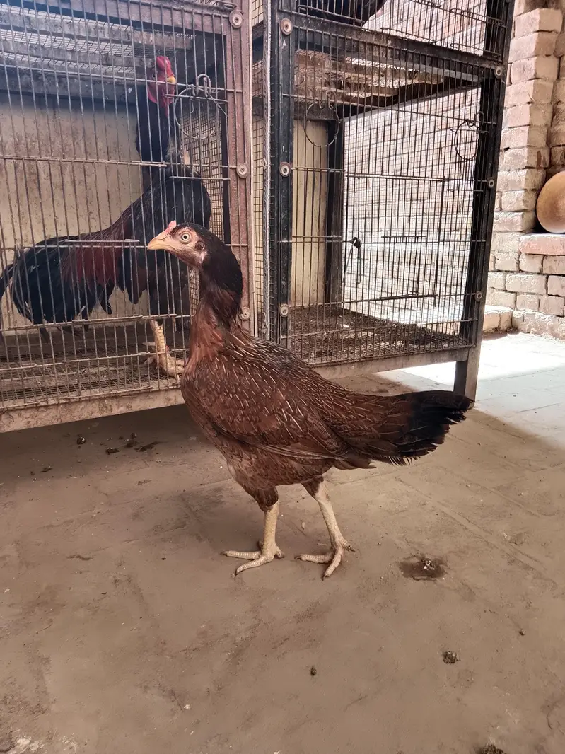 2 Aseel murgay. . 3 female — photo 3