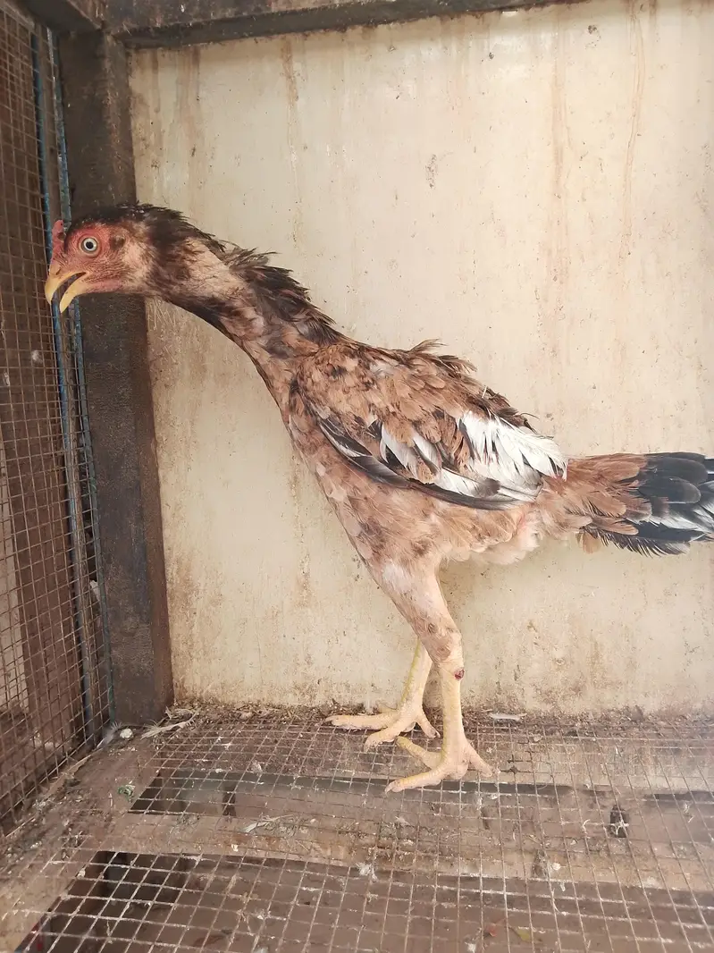 2 Aseel murgay. . 3 female — photo 4