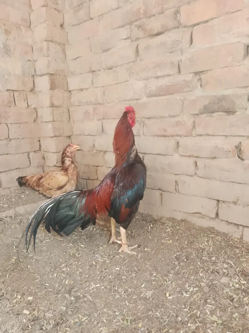 2 Aseel murgay. . 3 female — photo 5