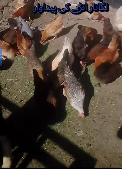 sale hens