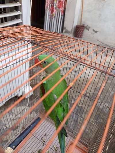 raw perrot