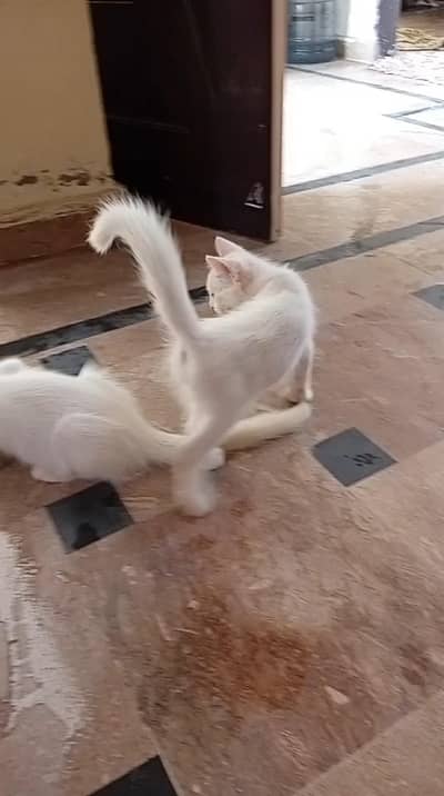 pure white double eye coluer female pure white male