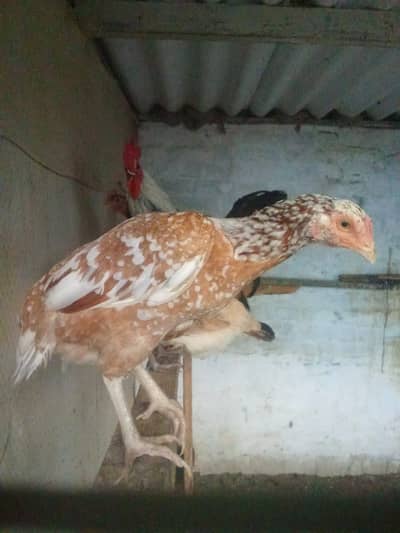 Original Aseel Hen