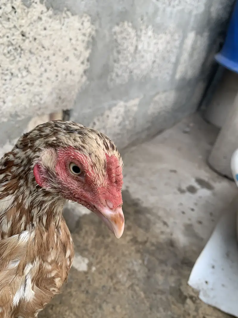 Original Aseel Hen — photo 2