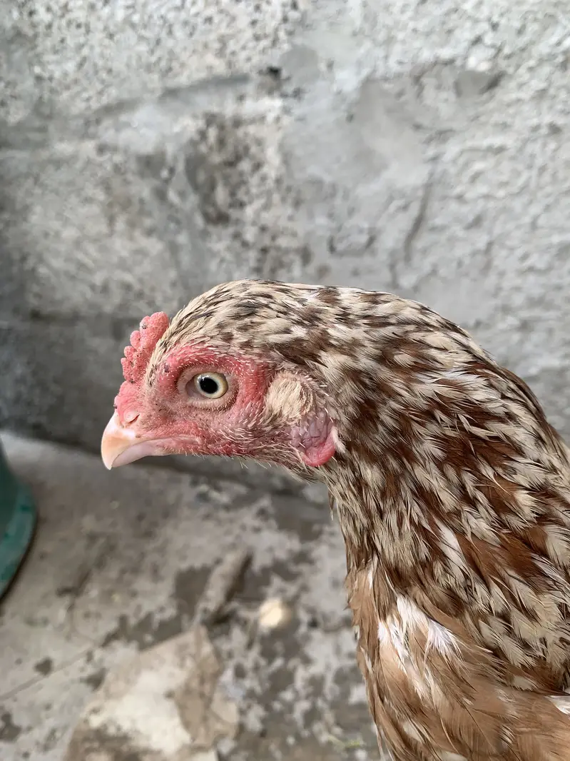 Original Aseel Hen — photo 3