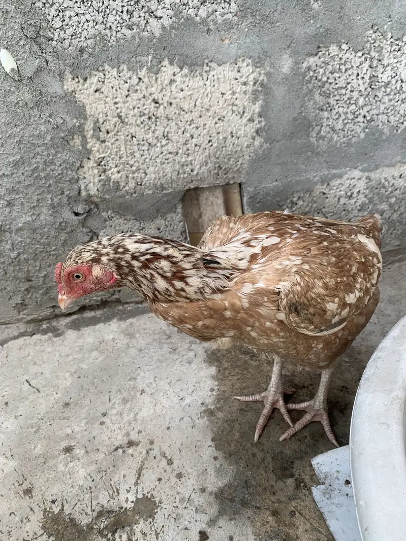 Original Aseel Hen — photo 4