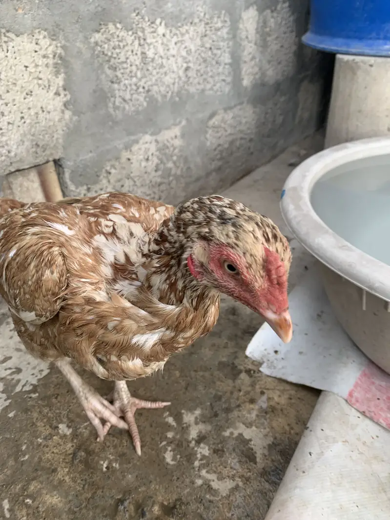 Original Aseel Hen — photo 5