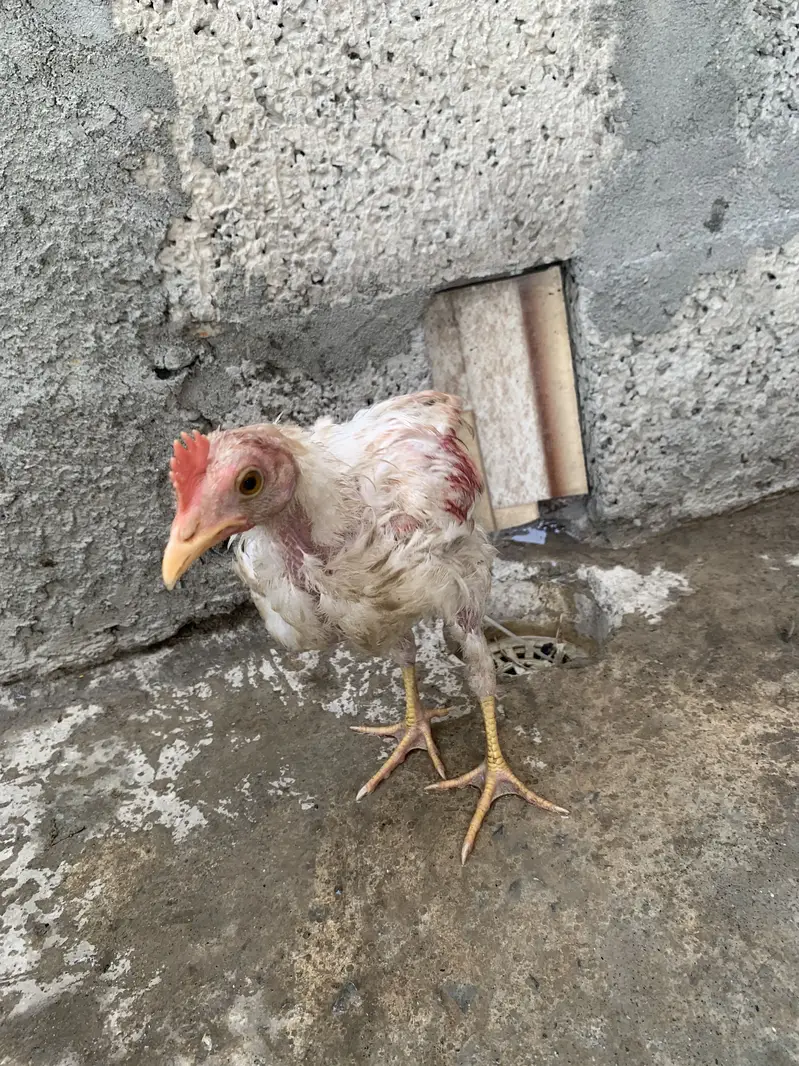 Original Aseel Hen — photo 6