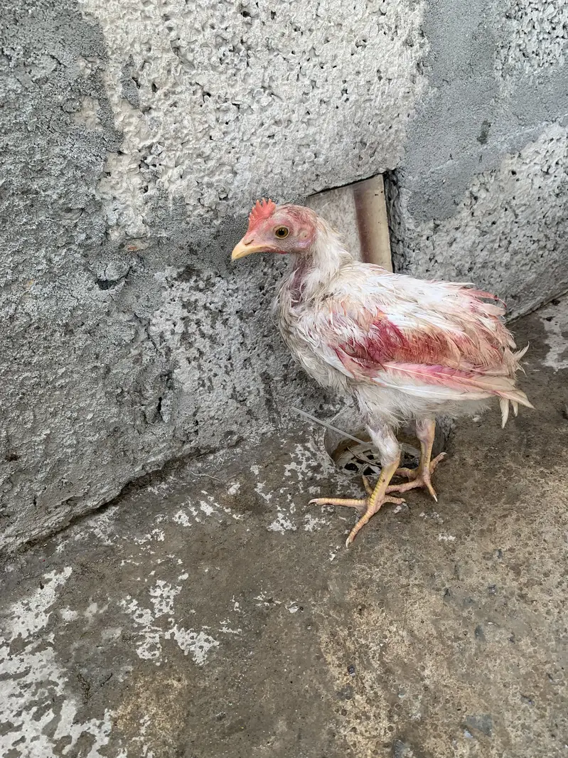 Original Aseel Hen — photo 7
