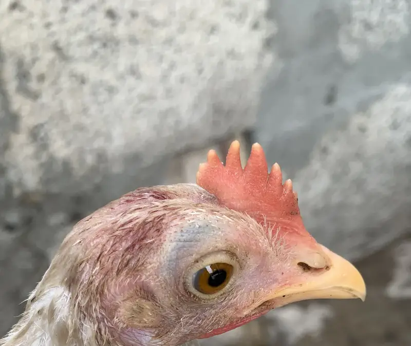 Original Aseel Hen — photo 8