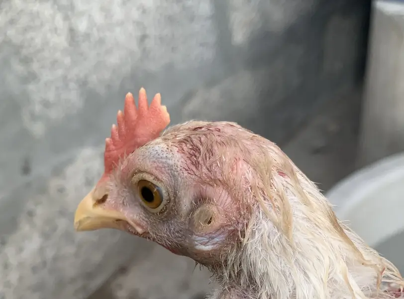 Original Aseel Hen — photo 9
