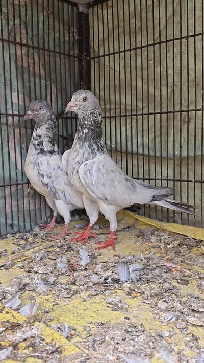 Pigeon Pairs