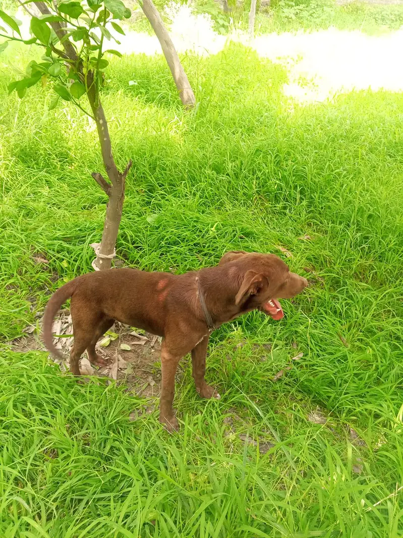 Labrador puppies — photo 3