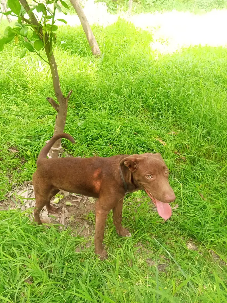 Labrador puppies — photo 5