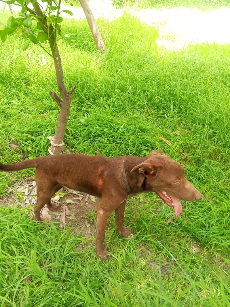 Labrador puppies — photo 6