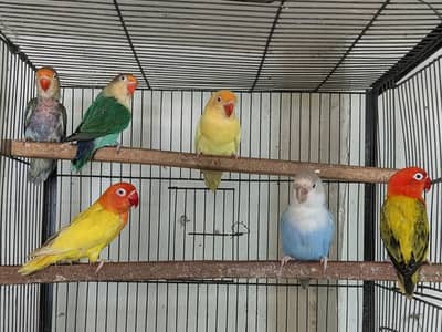 Love birds breeder pairs and cages available