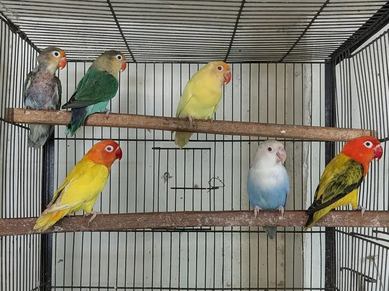 Love birds breeder pairs and cages available — photo 2