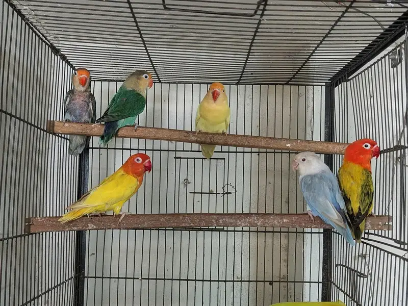 Love birds breeder pairs and cages available — photo 3