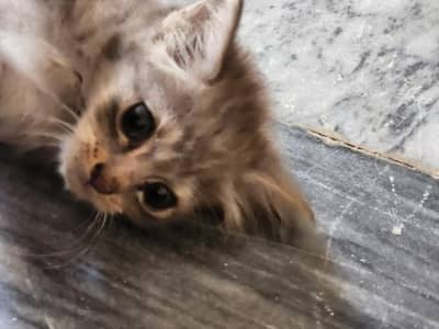 kitten for sale