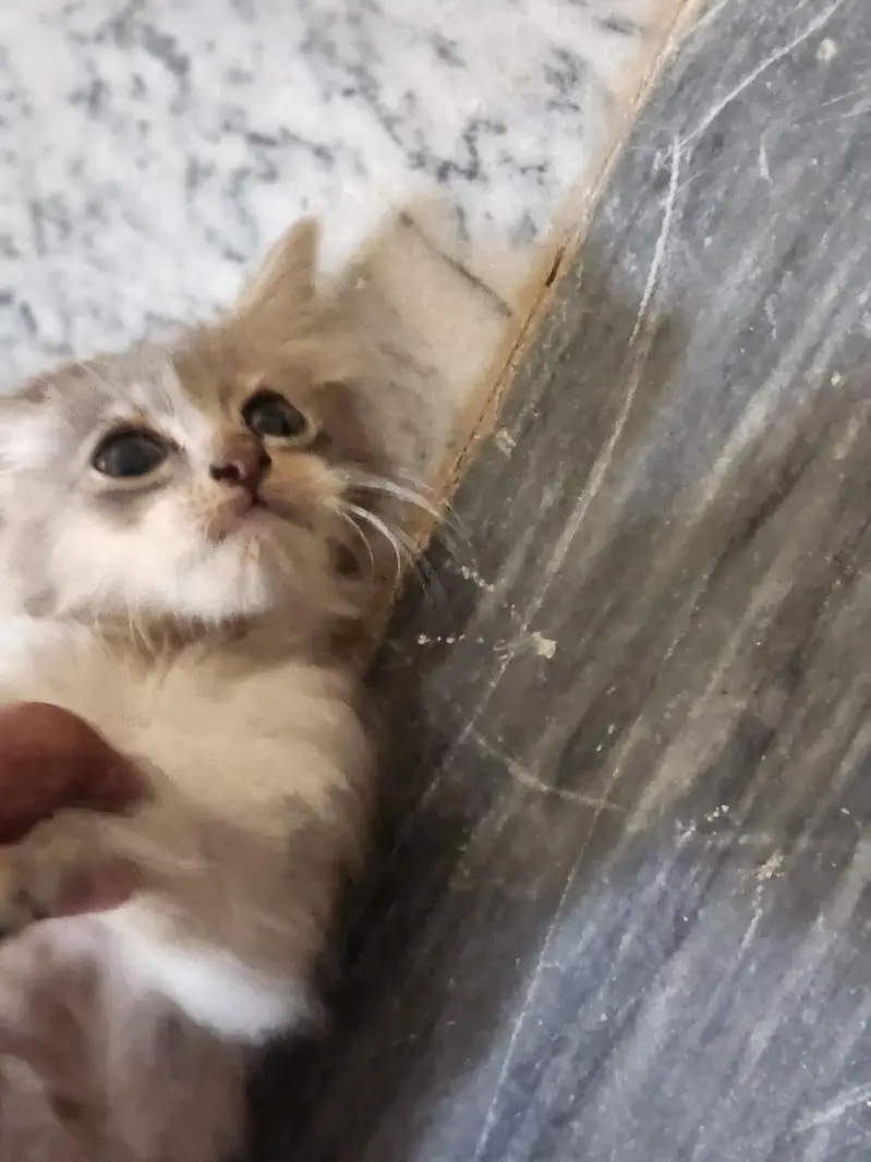 kitten for sale — photo 2