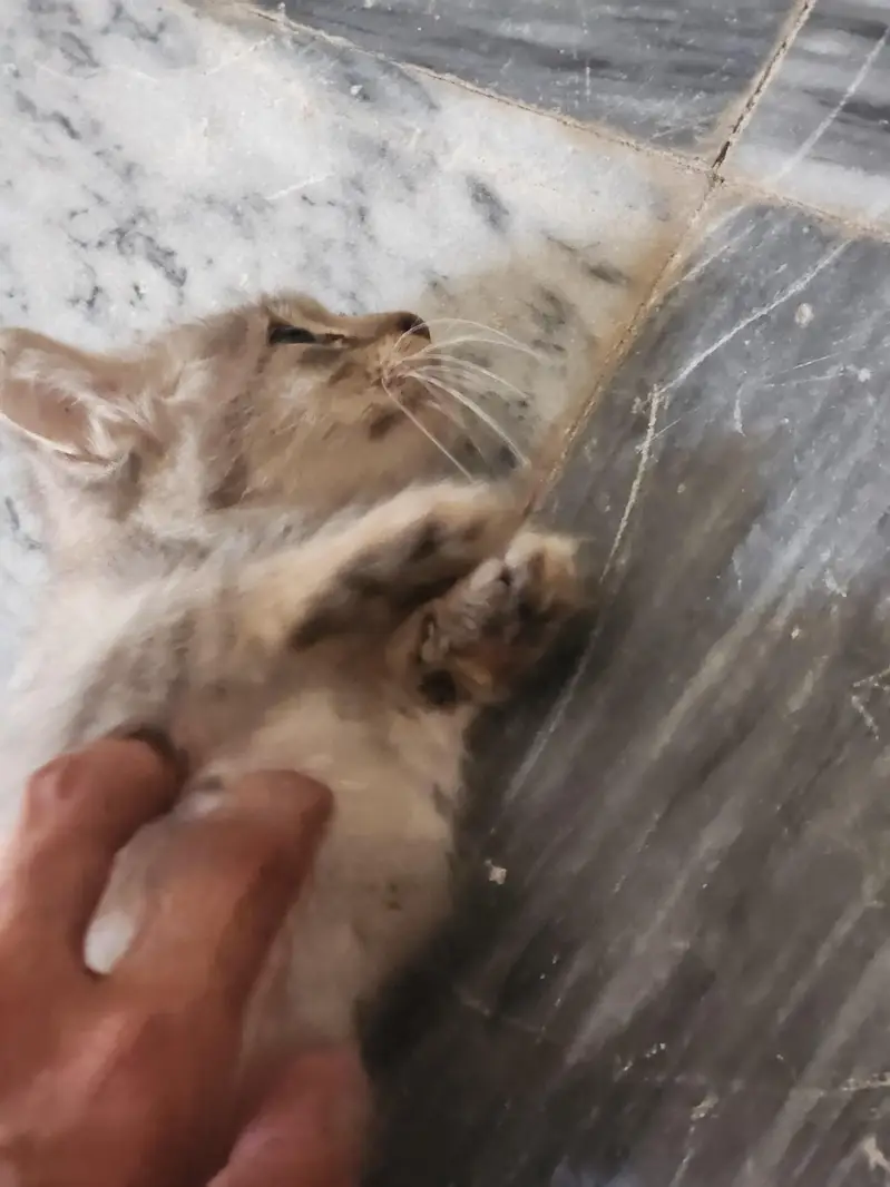 kitten for sale — photo 3