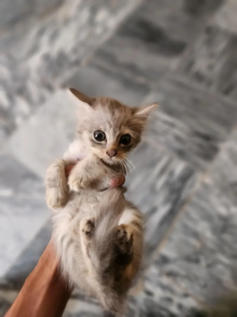 kitten for sale — photo 4