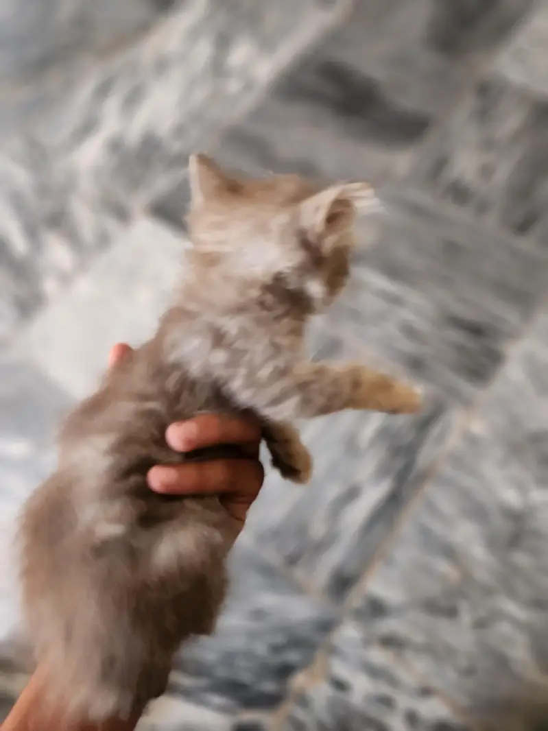 kitten for sale — photo 5