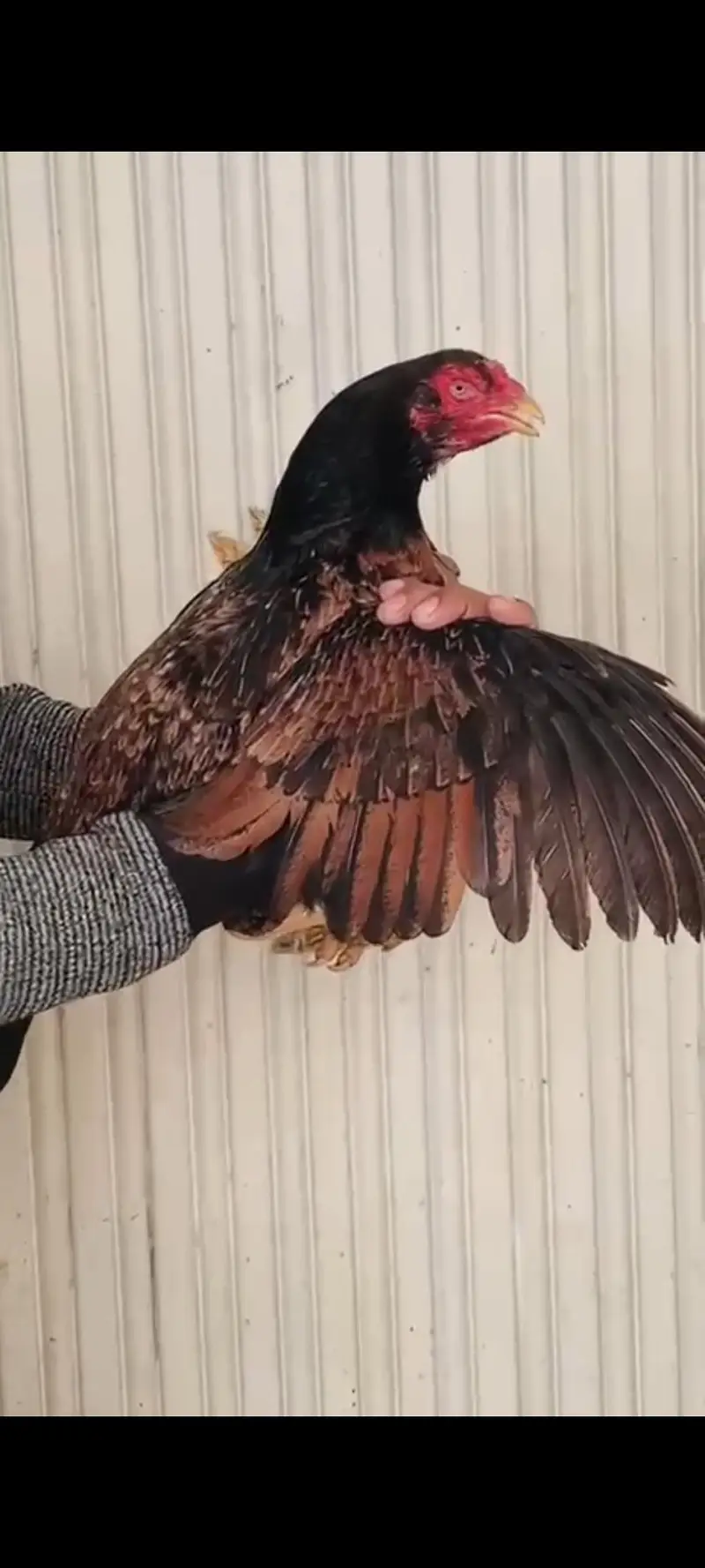Aseel hen — photo 3