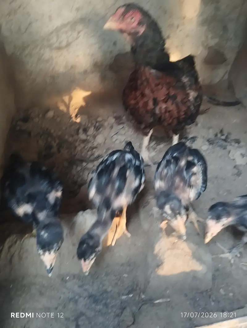 Aseel hen — photo 6