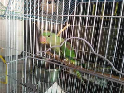 Baby Raw Parrot