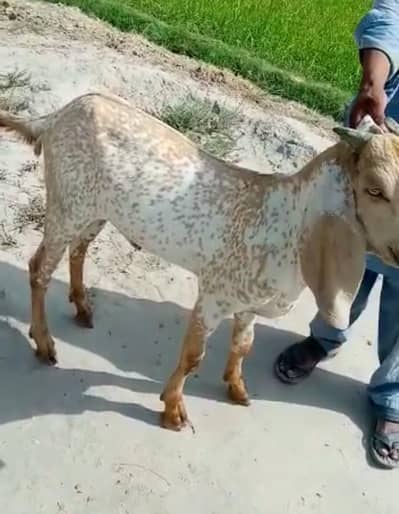 Makkah chini Bakra Urgent For Sale _03216781933