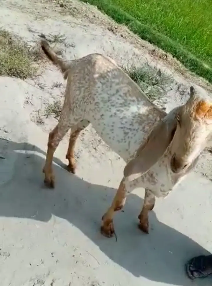 Makkah chini Bakra Urgent For Sale _03216781933 — photo 2