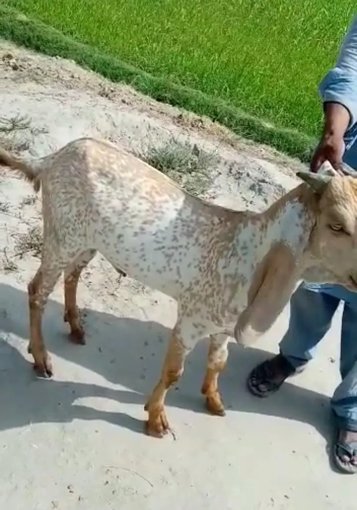 Makkah chini Bakra Urgent For Sale _03216781933 — photo 4
