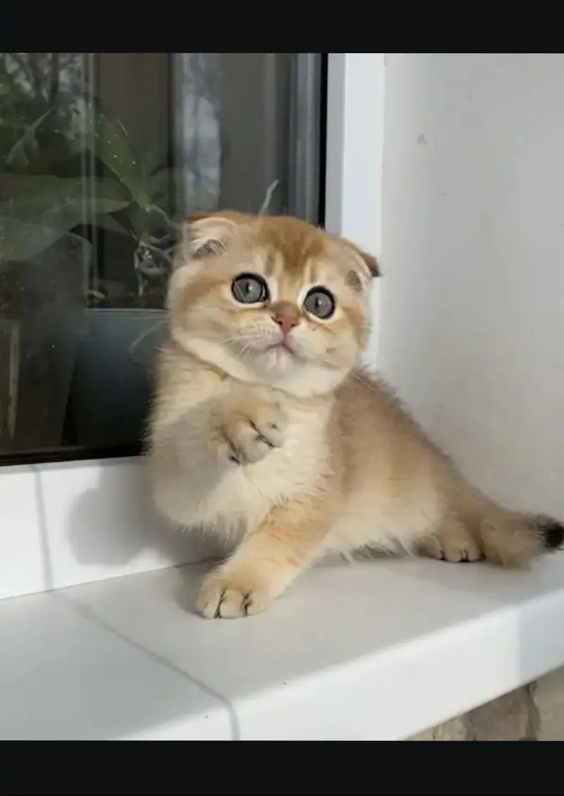Scottish fold kittin for sell. 0313 4935014 — photo 2