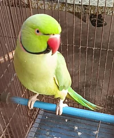 Adult Male Ringneck
