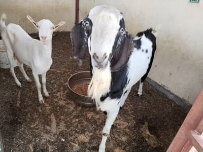 Jodi Male and Female Top breed for Sale