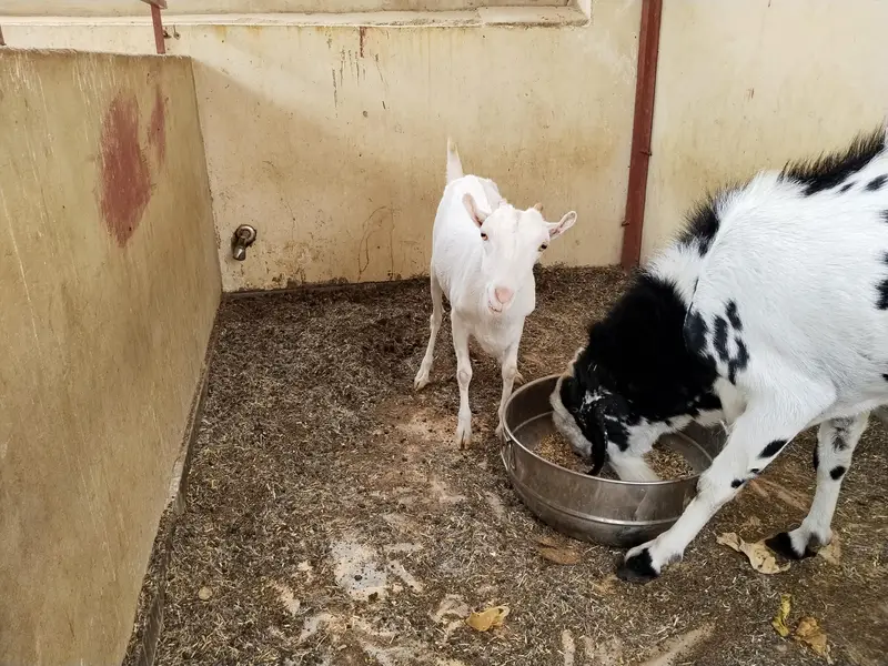 Jodi Male and Female Top breed for Sale — photo 3