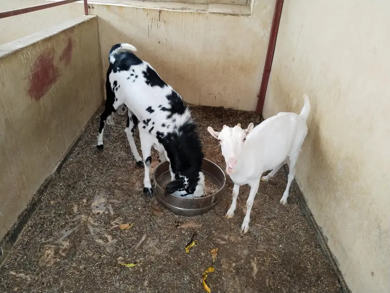 Jodi Male and Female Top breed for Sale — photo 4