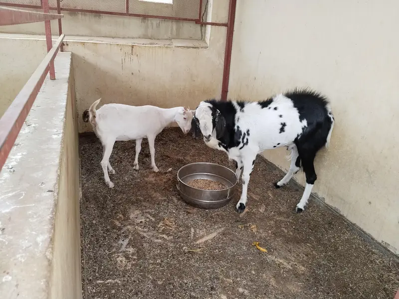 Jodi Male and Female Top breed for Sale — photo 5