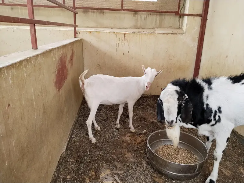 Jodi Male and Female Top breed for Sale — photo 6