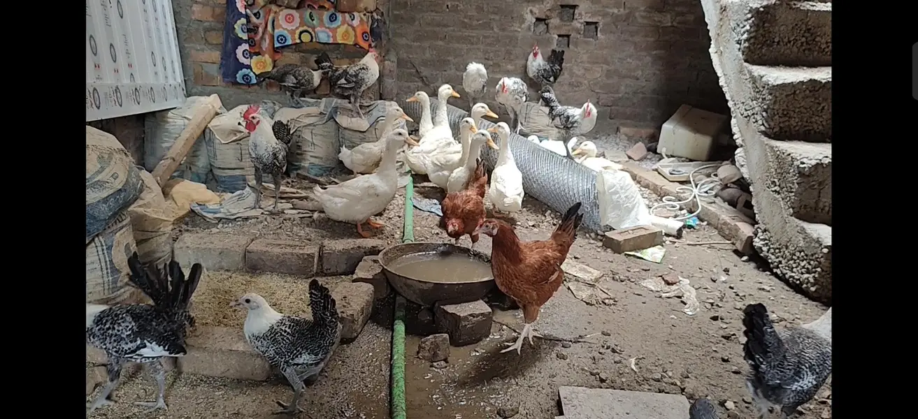 Murgha chickens  desi shamu Feyoumi misri — photo 2