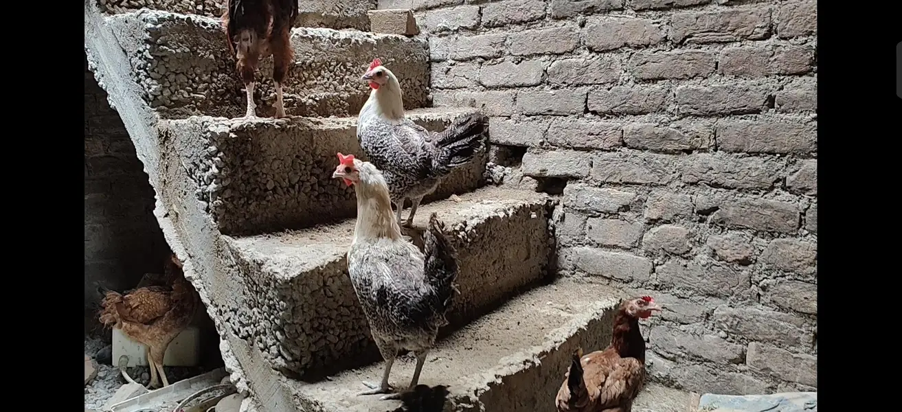 Murgha chickens  desi shamu Feyoumi misri — photo 3